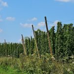 Покупка семян конопли в ЛНР особенности и рекомендации images473.jpg