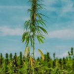 Семена конопли Haze x Northern Lights feminised от RuSeeds images49.jpg