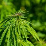 Семена Конопли Russian Widow или White Russian x White Widow от Ganja Seeds images57.jpg