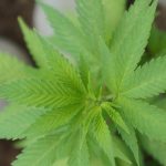 Семена конопли Auto Talas feminised от Bang Seeds images71.jpg