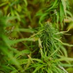 Где купить семена конопли и как выбрать надежного поставщика images74.jpg