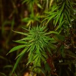 Посадка и выращивание семян конопли images78.jpg