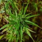 Семена конопли Sativa Mix feminised от Green House Seeds images81.jpg