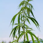 Семена конопли Rishi Kush от Mandala Seeds images97.jpg